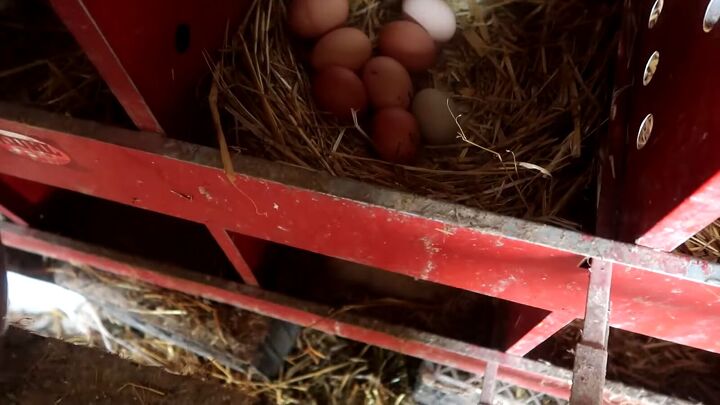 from farm to table how to preserve eggs and be more self sufficient, Fresh eggs laying in a nest