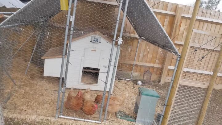 can you save money on eggs by raising backyard hens, Backyard chicken setup