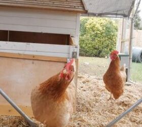 Can You Save Money on Eggs By Raising Backyard Hens?
