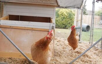 Can You Save Money on Eggs By Raising Backyard Hens?