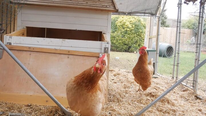can you save money on eggs by raising backyard hens, Backyard chickens 101