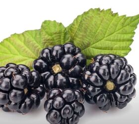 11 frugal food swaps to help you save money, Blackberry leaf