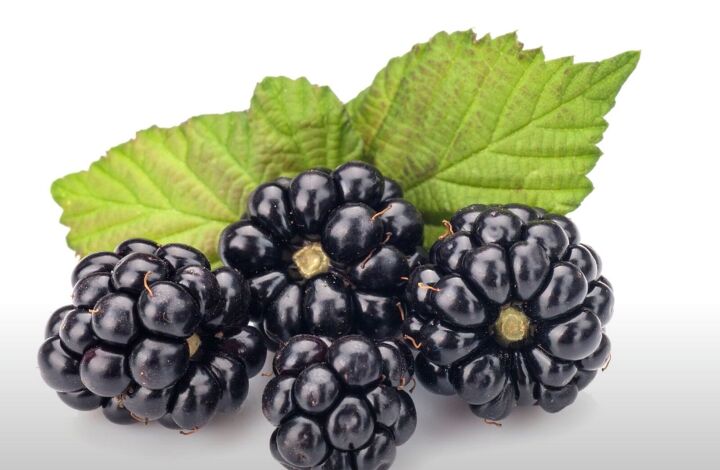 11 frugal food swaps to help you save money, Blackberry leaf