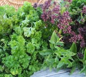how to dry herbs naturally at home without electricity, Bunches of fresh herbs