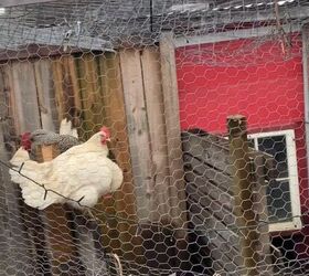 Why this type of chicken is the best to keep in your backyard
