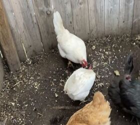 why white leghorn chickens are the best backyard chicken breed, Backyard chickens