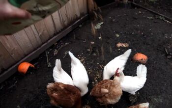 Why White Leghorn Chickens Are the Best Backyard Chicken Breed