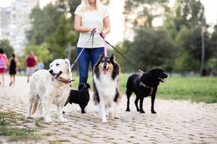 the 9 best side hustles for 2023 to make extra money, Walking dogs as a side hustle