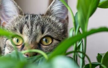 This Airy 300-Sqft Apartment is Filled With Plants & Cats