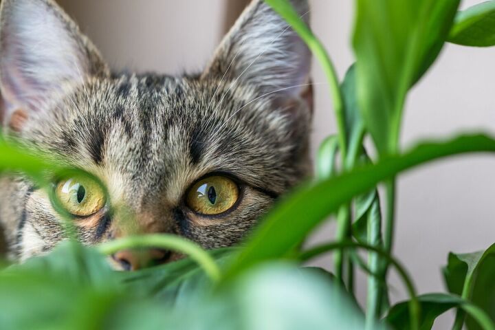 this airy 300 sqft apartment is filled with plants cats, The apartment is filled with plants and cats