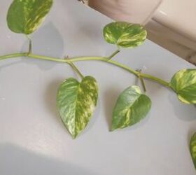 how to get free house plants propagating spider pothos plants, Propagating a pothos plant
