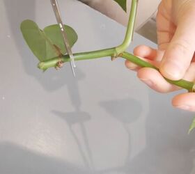 how to get free house plants propagating spider pothos plants, Nodes on the branch