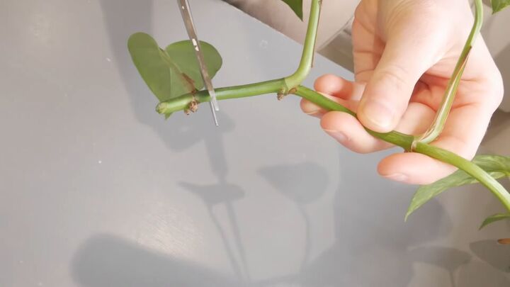 how to get free house plants propagating spider pothos plants, Nodes on the branch