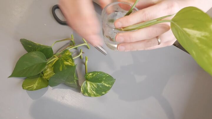 how to get free house plants propagating spider pothos plants, Submerging the nodes in water