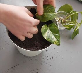 how to get free house plants propagating spider pothos plants, How to propagate plants