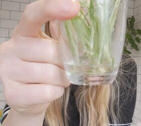 how to get free house plants propagating spider pothos plants, Submerging the spider plants in water