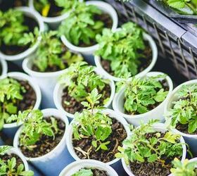 7 tips for gardening success without breaking the bank, Make sure you know what plants work well for you and your local climate before you invest