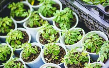 7 Tips for Gardening Success Without Breaking the Bank