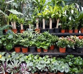 7 tips for gardening success without breaking the bank, A plant nursery is a great way to explore your gardening options at home