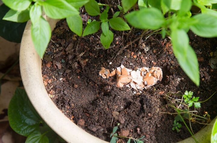 7 tips for gardening success without breaking the bank, Egg shells are a great cheap natural fertilizer