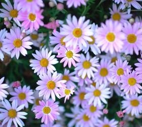 old home remedies, Using daisies as a home remedy