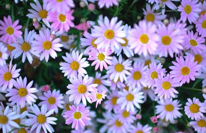 old home remedies, Using daisies as a home remedy