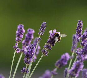 old home remedies, Lavender has traditional medicinal properties