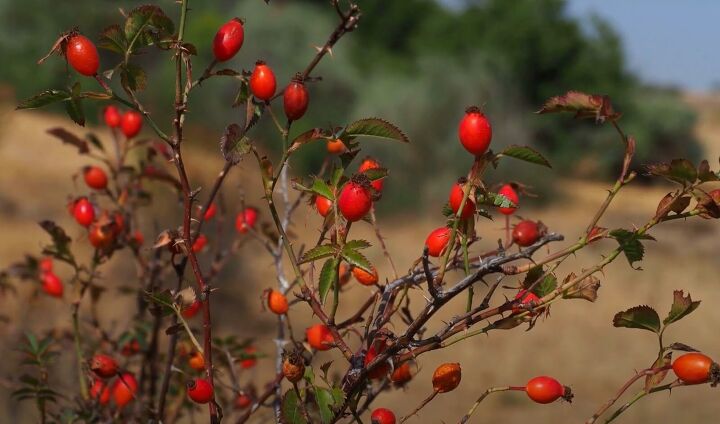 old home remedies, Rose hip plant