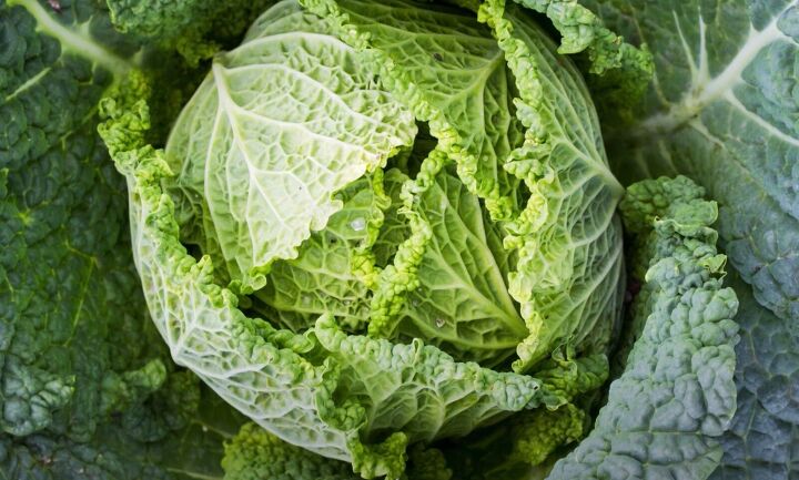 old home remedies, Cabbage leaves