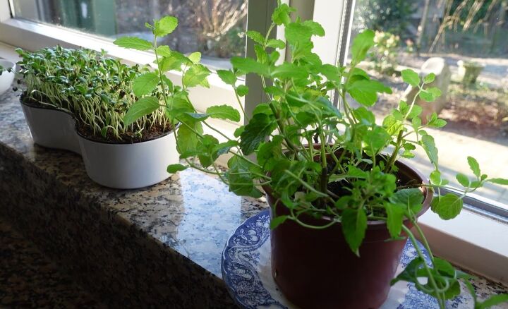 minimalist kitchen, Growing herbs on the windowsill