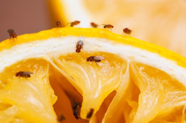 10 creative vinegar hacks you never heard of before, Get rid of fruit flies this summer with vinegar