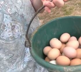 homestead day, Collecting eggs