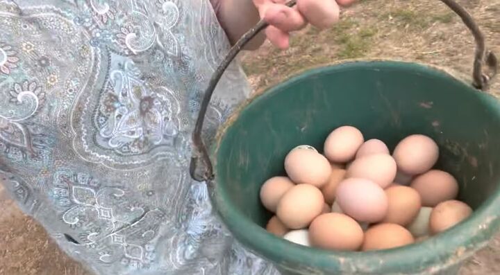 homestead day, Collecting eggs