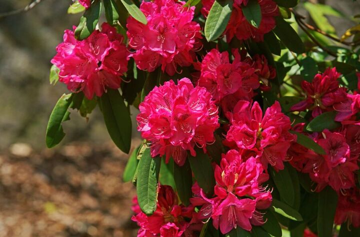 10 fun unexpected household uses for pickle juice, Rhododendrons are plants that thrive on high acidity levels If you re looking to grow acidity loving plants pickle juice is definitely your friend