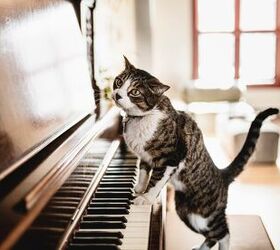 this tiny apartment in buenos aires is filled with music pets, Cat on a piano