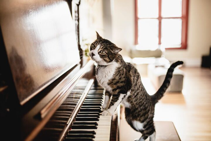 this tiny apartment in buenos aires is filled with music pets, Cat on a piano