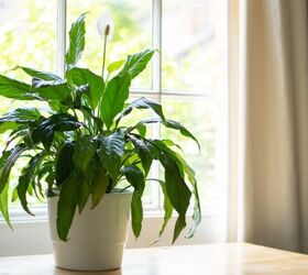 10 unexpectedly cool things you can do with milk, Your plants might enjoy a splash of milk as much as your cereal does