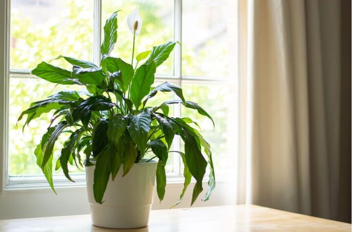 10 unexpectedly cool things you can do with milk, Your plants might enjoy a splash of milk as much as your cereal does