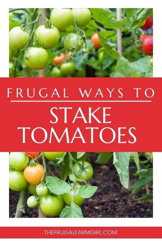 creative and frugal tomato staking techniques for homesteaders, frugal way to stake tomatoes