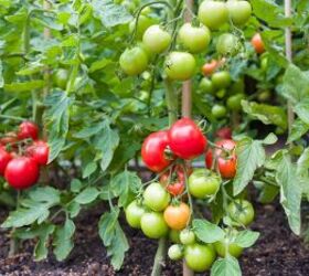 Creative and Frugal Tomato Staking Techniques for Homesteaders