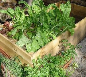 9 easiest garden vegetables to grow & save money on food!