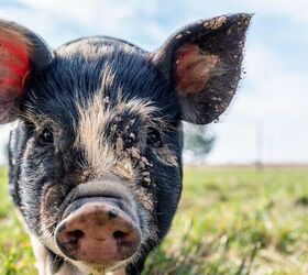 this family has been thriving off the grid for 13 years, Their pig farming became so successful that they started selling too