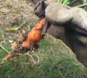 living in a tiny house, Growing carrots on a homestead