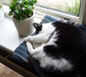 minimalist habits, Cat by a window