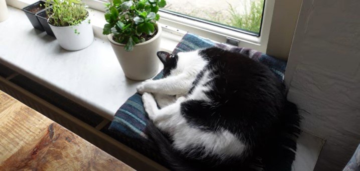 minimalist habits, Cat by a window