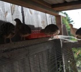 raising quail, Quail are messy eaters