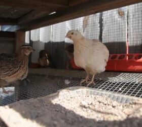 7 Things to Know About Raising Quail Vs Chickens