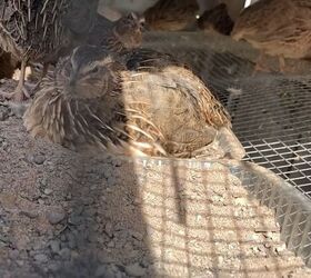 raising quail, Quail need a sandbox