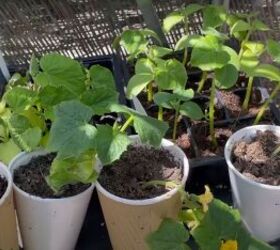prepper garden, Cucumbers basil lettuce peppers cabbage and broccoli