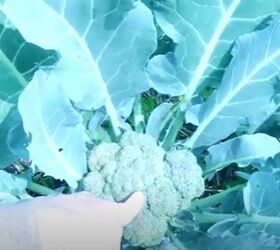 garden harvest, Broccoli